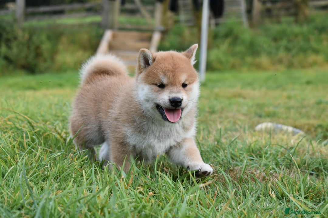 Japanese Shiba Inu dogs for sale: Multi Champion bloodline Shiba Inu pups for sale - Image 20