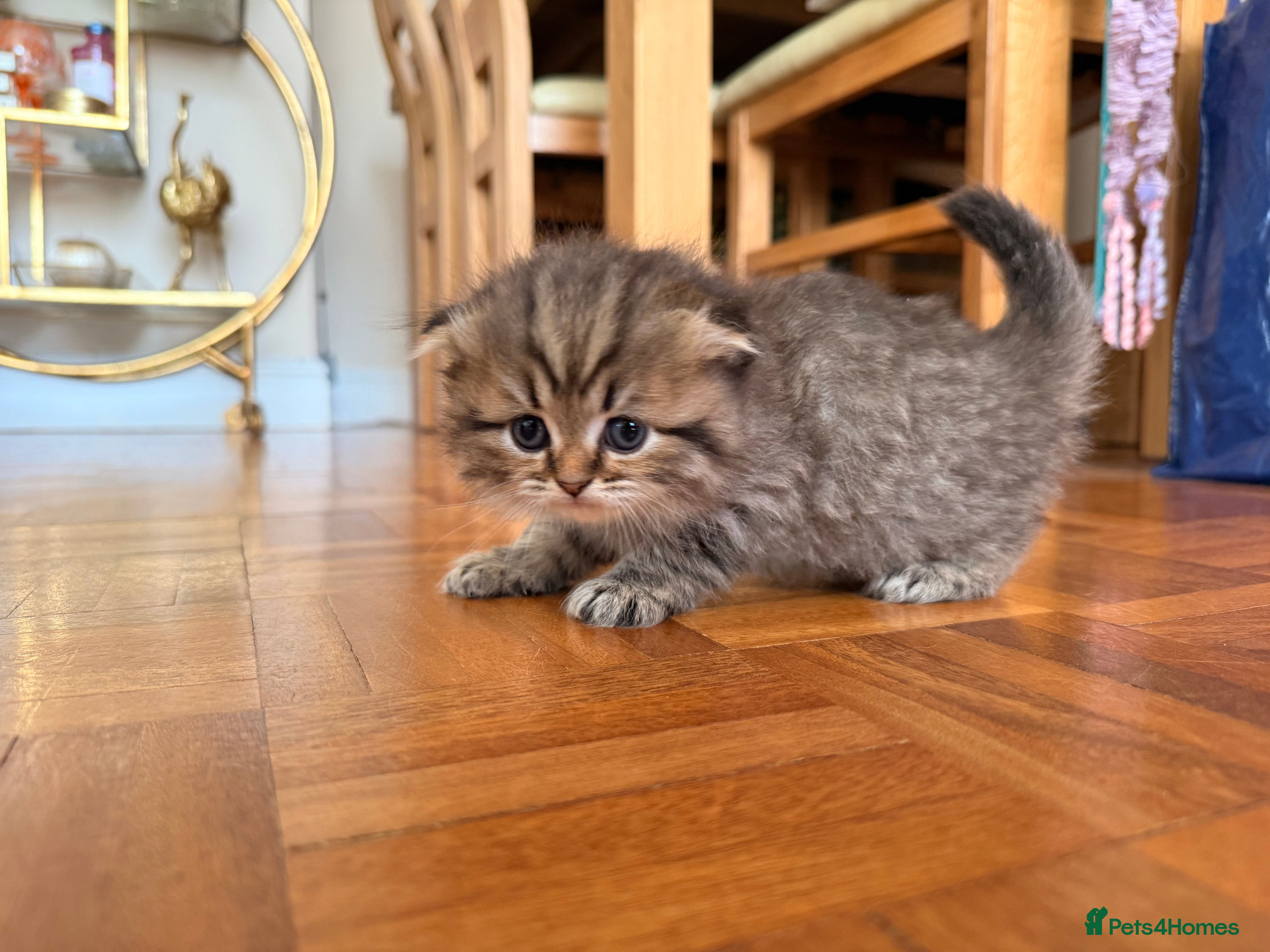 Scottish Fold cats for sale: Beautiful Rainbow litter available to reserve - Advert 5
