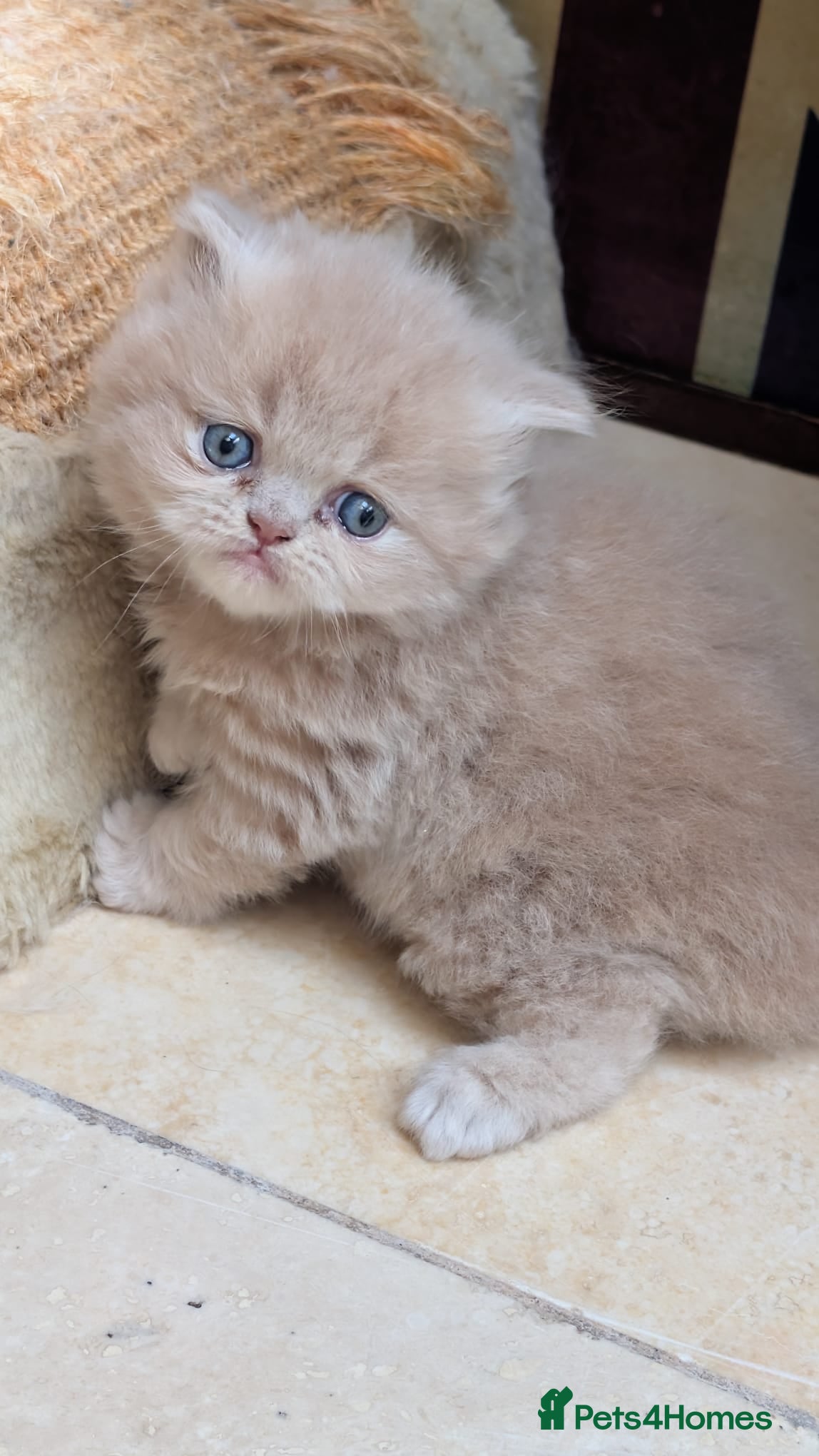 Persian cats for sale: Gorgeous Persian Kittens - 3 Boys & 3 Girls in London - Advert 3