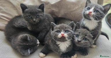 Russian Blue cats - Advert 1