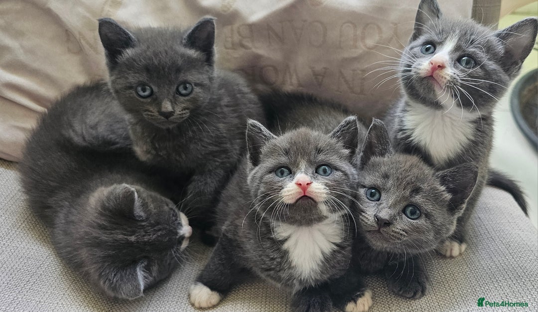 Russian Blue cats for sale: Blue Russian / mix Simaese /grey and white kitten - Image 6