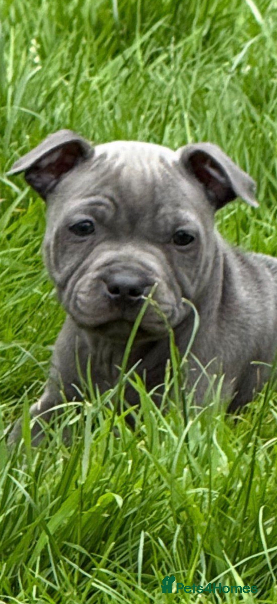Staffordshire Bull Terrier dogs Beautiful Blue Staffy girl - Advert 2