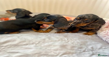 Miniature Dachshund dogs - Advert 7
