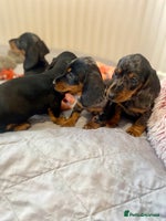Miniature Dachshund dogs - Advert 1