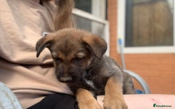 Mixed Breed dogs for sale: German Shepard X Dutch Herder Puppies - Image 15