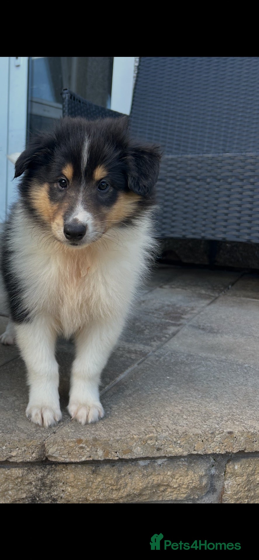 Rough Collie dogs KC Rough Collies - Advert 3