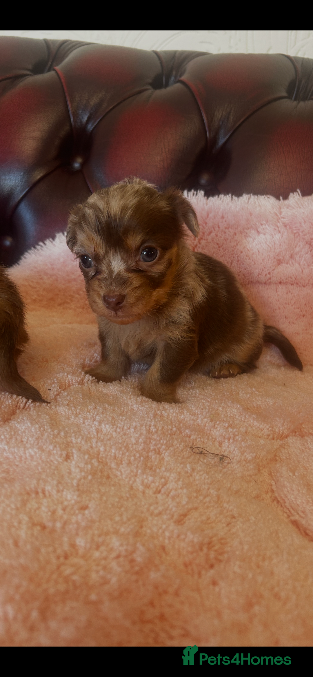 Miniature Dachshund dogs for sale: Miniature dachshund puppies - Advert 1