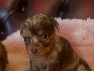 Miniature Dachshund dogs Miniature dachshund puppies - Advert 1