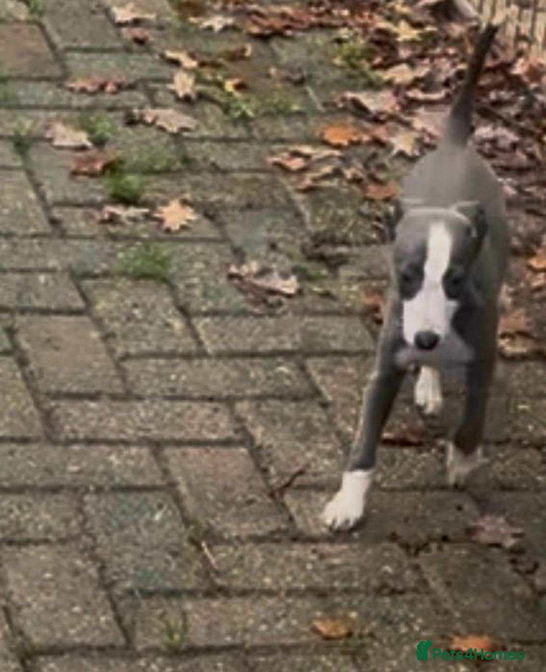 Whippet dogs for sale: Gorgeous whippet puppies for sale  - Advert 4