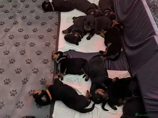 Rottweiler dogs Rottweiler puppy's *KC reg* German rottweilers - Advert 2