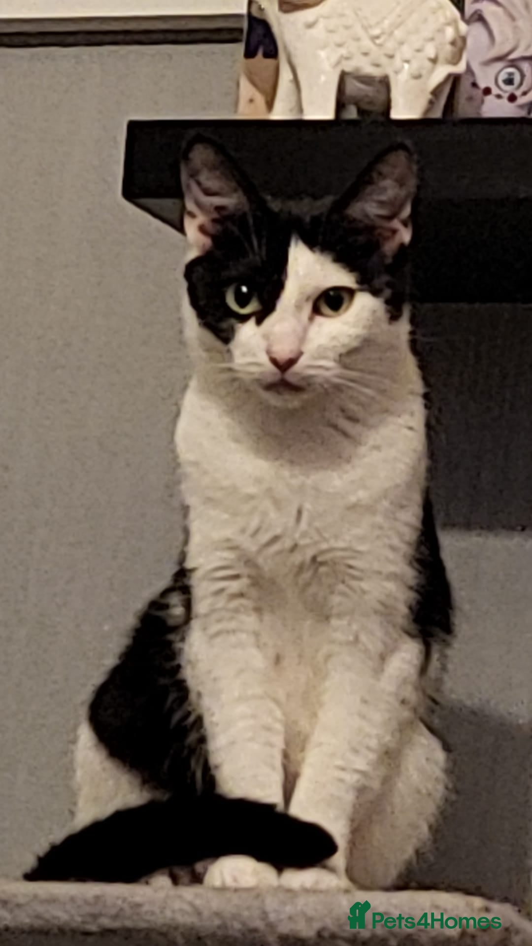 Mixed Breed cats for sale: 2 male cross BSH kittens ready now - Advert 4