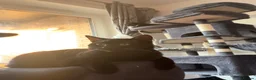 Mixed Breed cats for sale: Cats  in Aberdeen - Advert 3