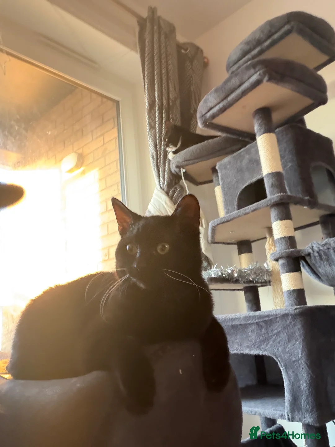 Mixed Breed cats for sale: Cats  in Aberdeen - Advert 3