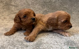 Cavapoo dogs for sale: Fully health tested Cavapoo pups🐶🎅 **   - Advert 12