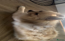 Pomeranian dogs for sale: 4 year old female Pomeranian- sky - Advert 6