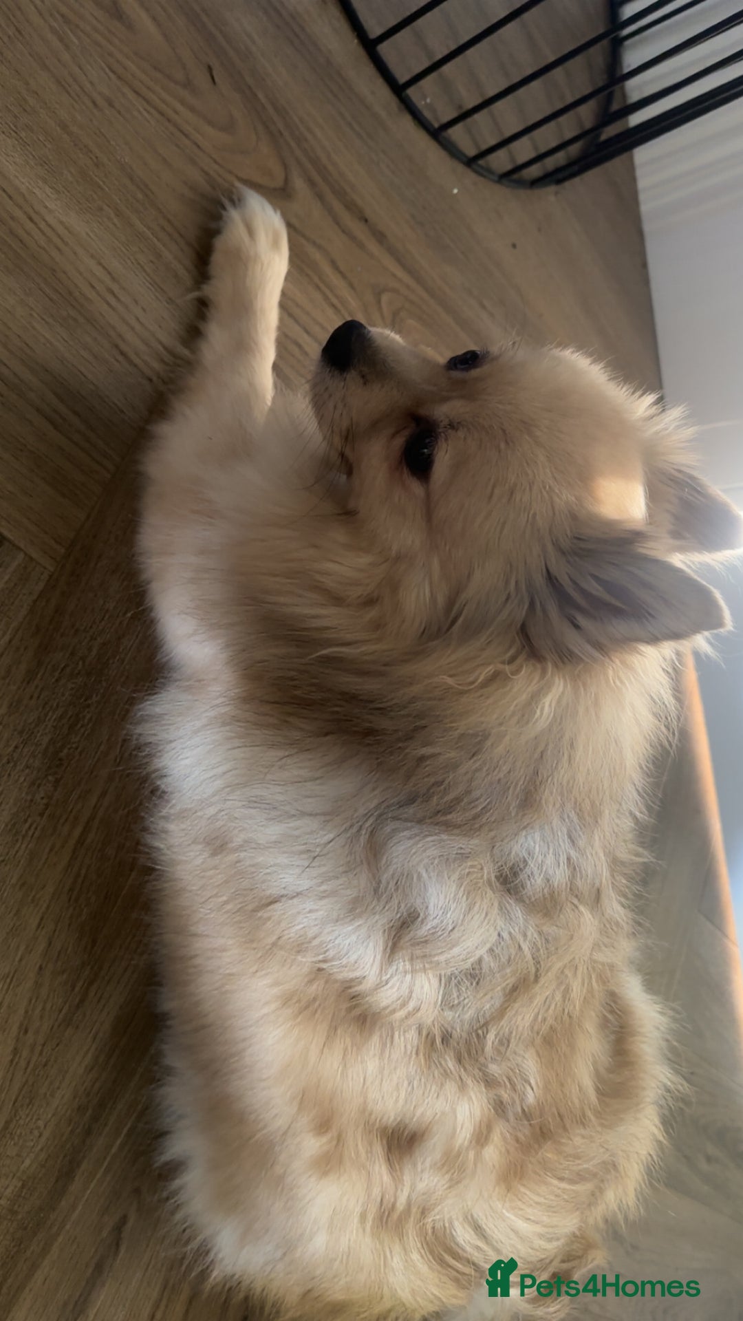 Pomeranian dogs for sale: 4 year old female Pomeranian- sky - Advert 6