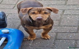 Jack Russell dogs for sale: Jack Russell from Muchwenlock line - Image 5