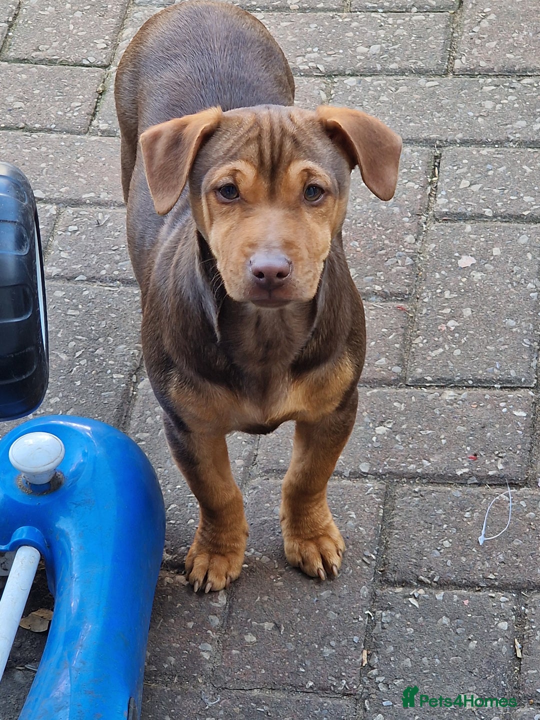 Jack Russell dogs for sale: Jack Russell from Muchwenlock line - Image 5