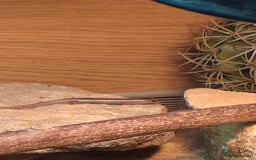 Skink reptiles for sale: 6 week old Ocellated skinks - Image 3