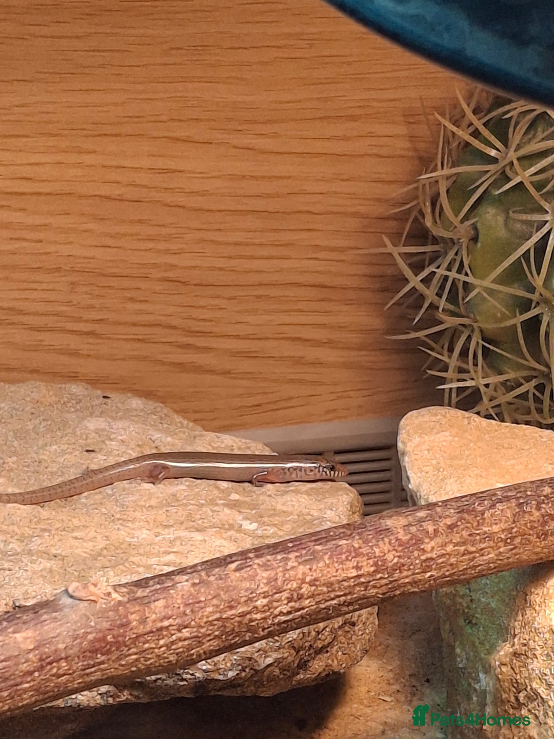 Skink reptiles for sale: 6 week old Ocellated skinks - Image 3