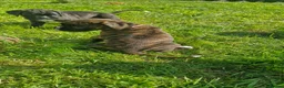 Boxer dogs for sale: Pedigree Boxer pups in Armagh - Advert 9