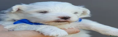 Maltese Puppy Blue Bow Boy