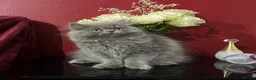 Persian cats for sale: Ready 8th. Fully vacs. Stunning blue Persian girl  - Advert 2