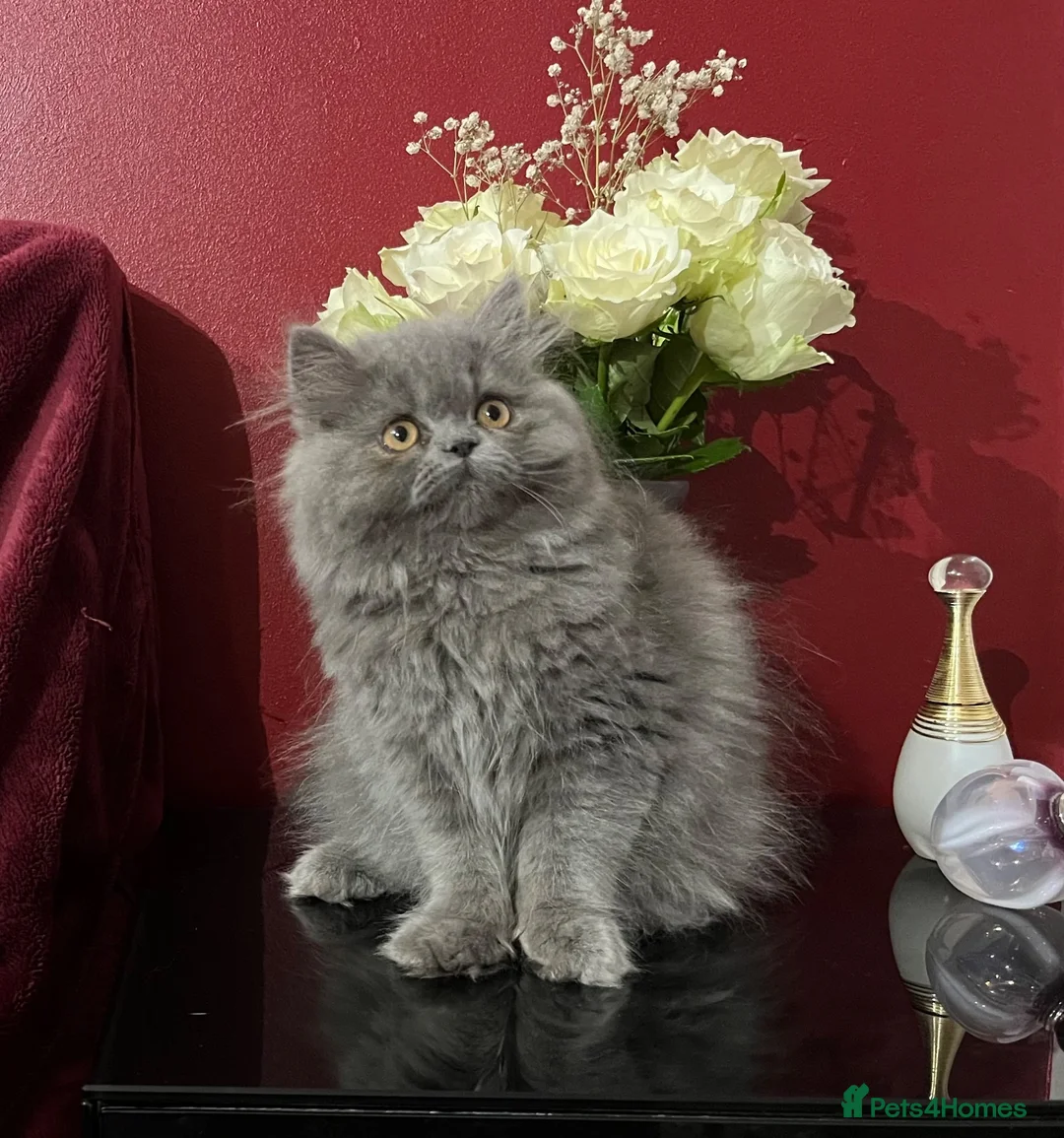Persian cats for sale: Ready 8th. Fully vacs. Stunning blue Persian girl  - Advert 2