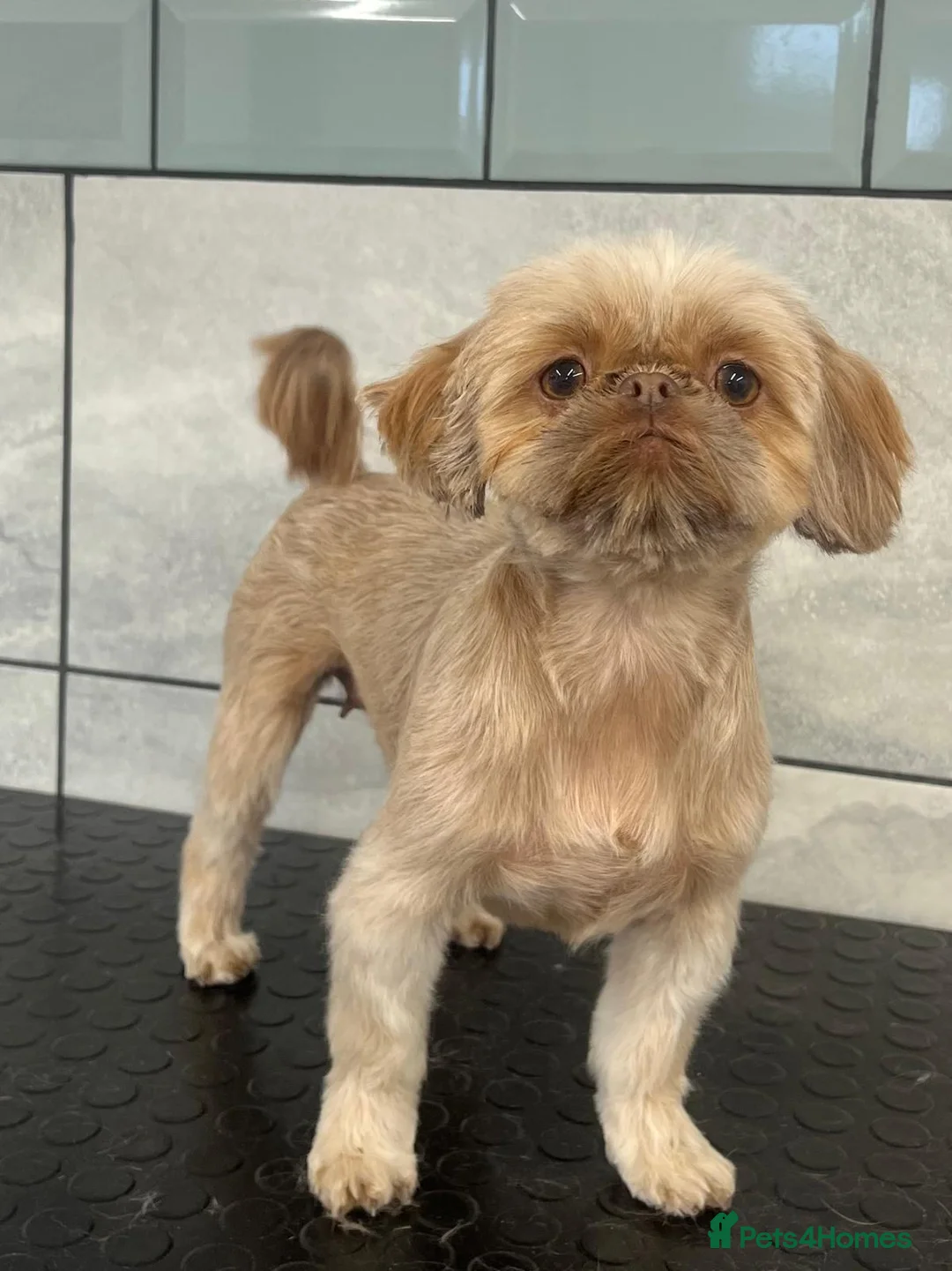 Shih Tzu dogs for sale: Imperial Shih Tzu ready to go today - Advert 2