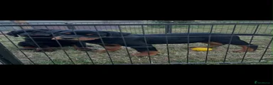 Rottweiler 4