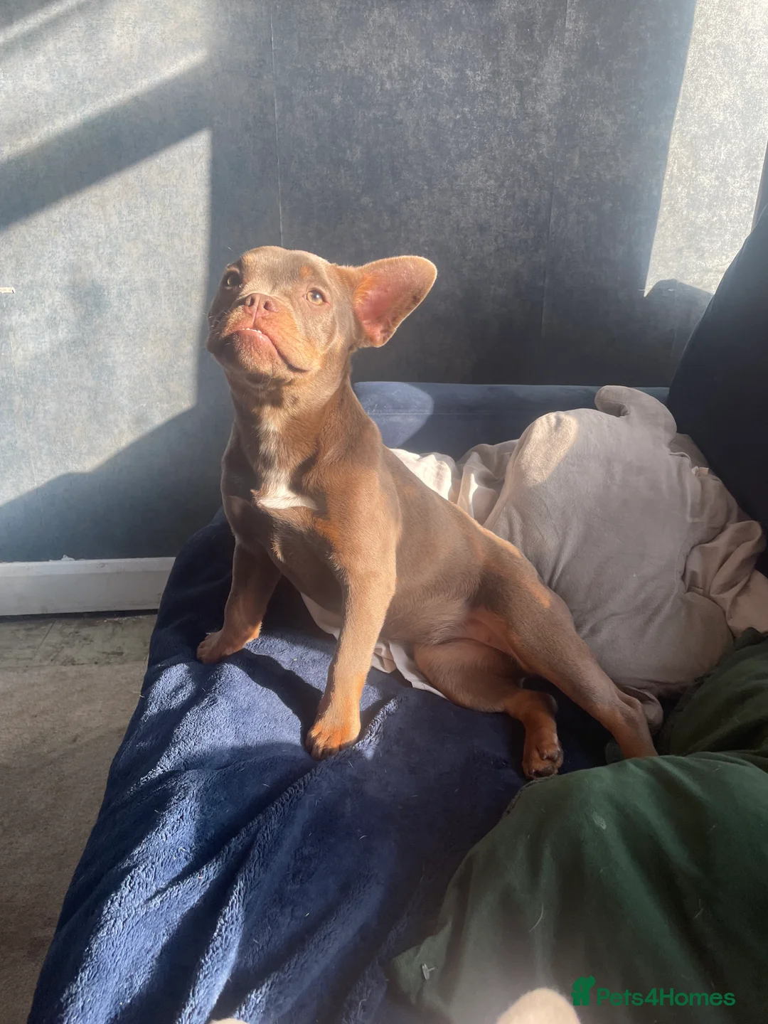 Mixed Breed dogs for sale: Frenchie cross pocket bully in Waterlooville - Advert 2