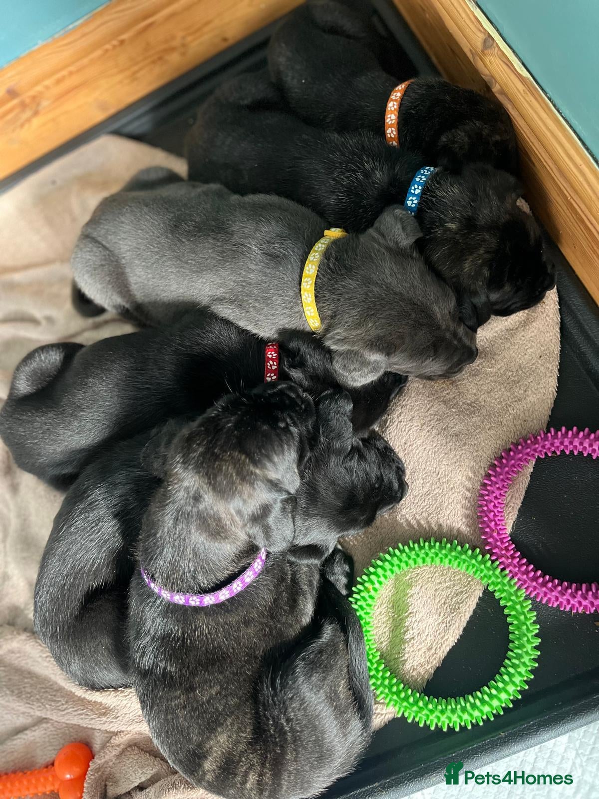 Cane Corso dogs Beautiful Purebred Cane corso puppies - Advert 11
