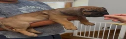 Boerboel dogs for sale: South African boerboel - Advert 22