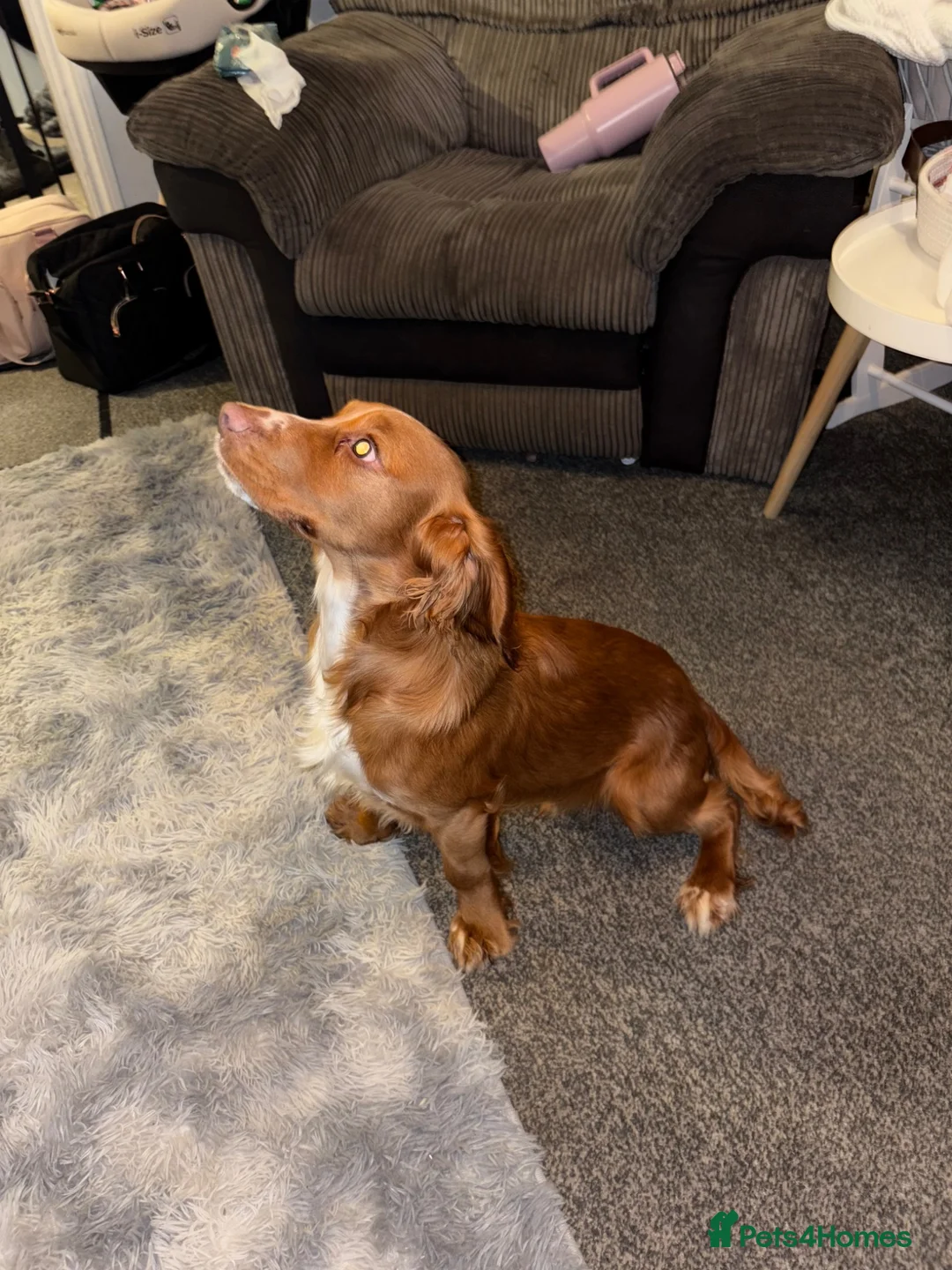 Cocker Spaniel dogs for stud: Proven Working cocker spaniel for stud  - Advert 1