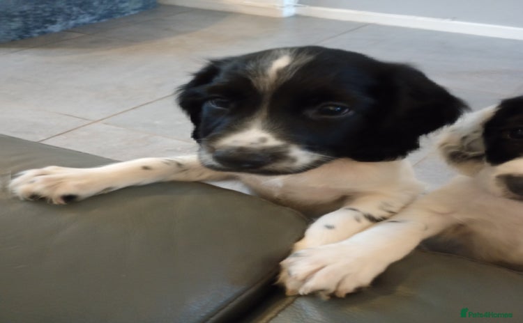 English Springer Spaniel dogs - Advert 3