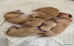 Golden Retriever dogs for sale: 🐾Sweet Golden Retriever Puppies-5 generation KC🐾 - Image 14