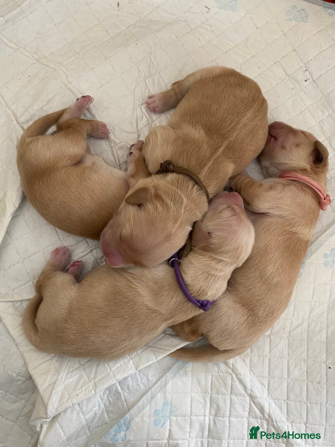 Golden Retriever dogs for sale: 🐾Sweet Golden Retriever Puppies-5 generation KC🐾 - Image 14