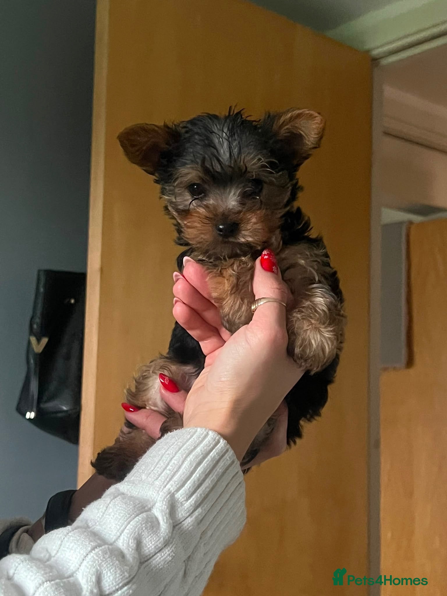 Yorkshire Terrier dogs Yorkshire terrier - Advert 5
