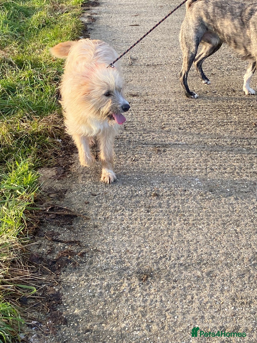 Mixed Breed dogs for adoption: Mary  - Advert 7