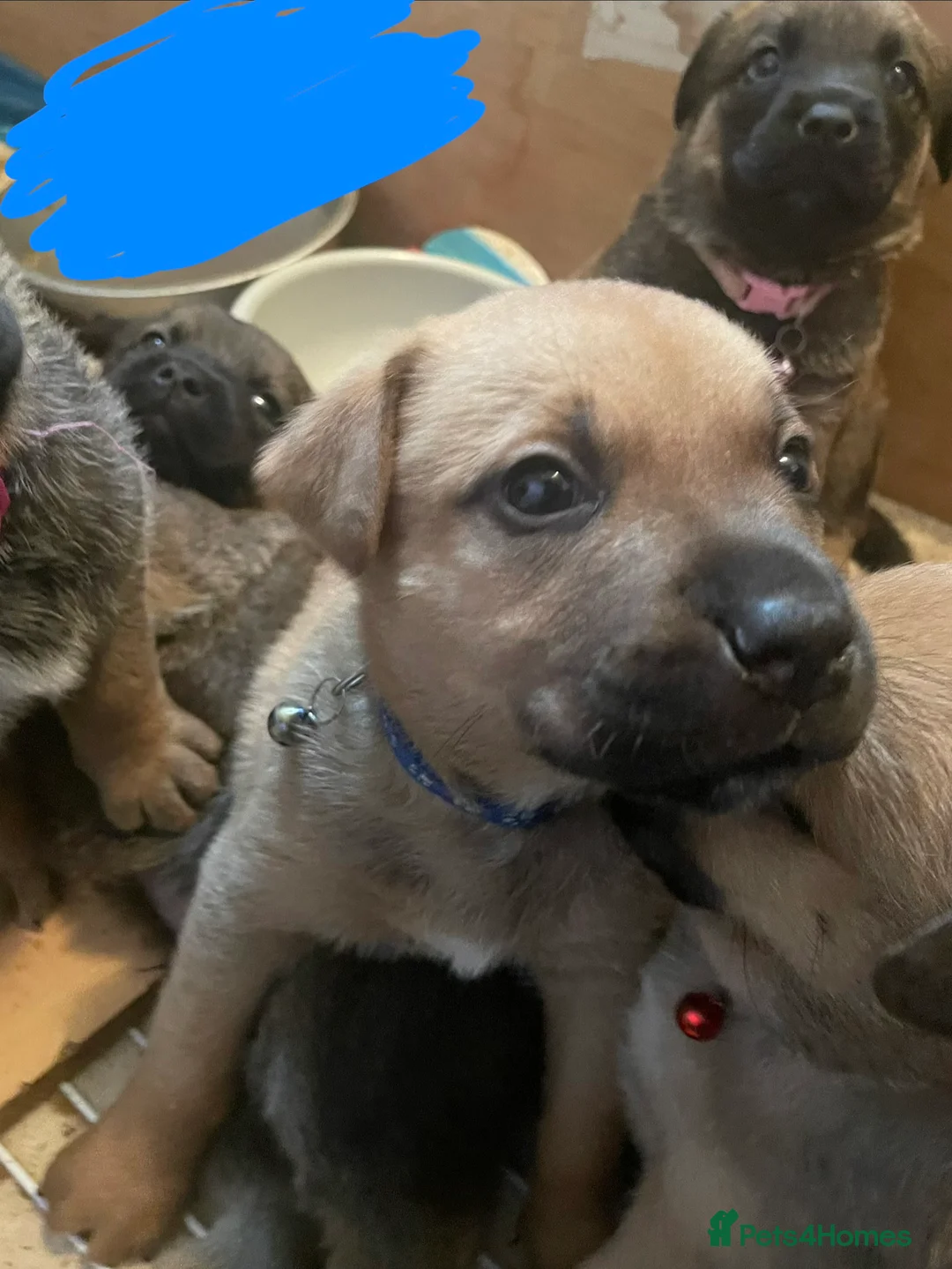 Mixed Breed dogs for sale: Ellisa sutcliffe  - Advert 9