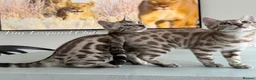 Bengal cats for sale: Stunning Snow Bengals - TICA Full Pedigree  - Advert 11