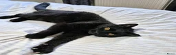 Mixed Breed cats for adoption: MUFFIN - Advert 1