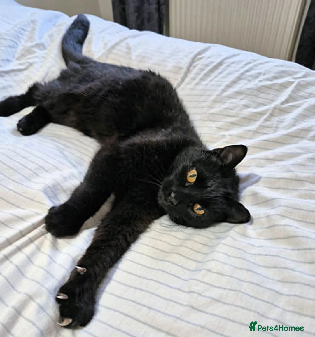 Mixed Breed cats for adoption: MUFFIN - Advert 1