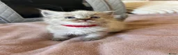 Mixed Breed cats for sale: Ragdoll x Maine coon - Advert 13