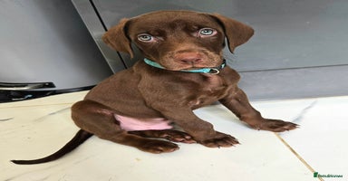 Mixed Breed dogs - Advert 11
