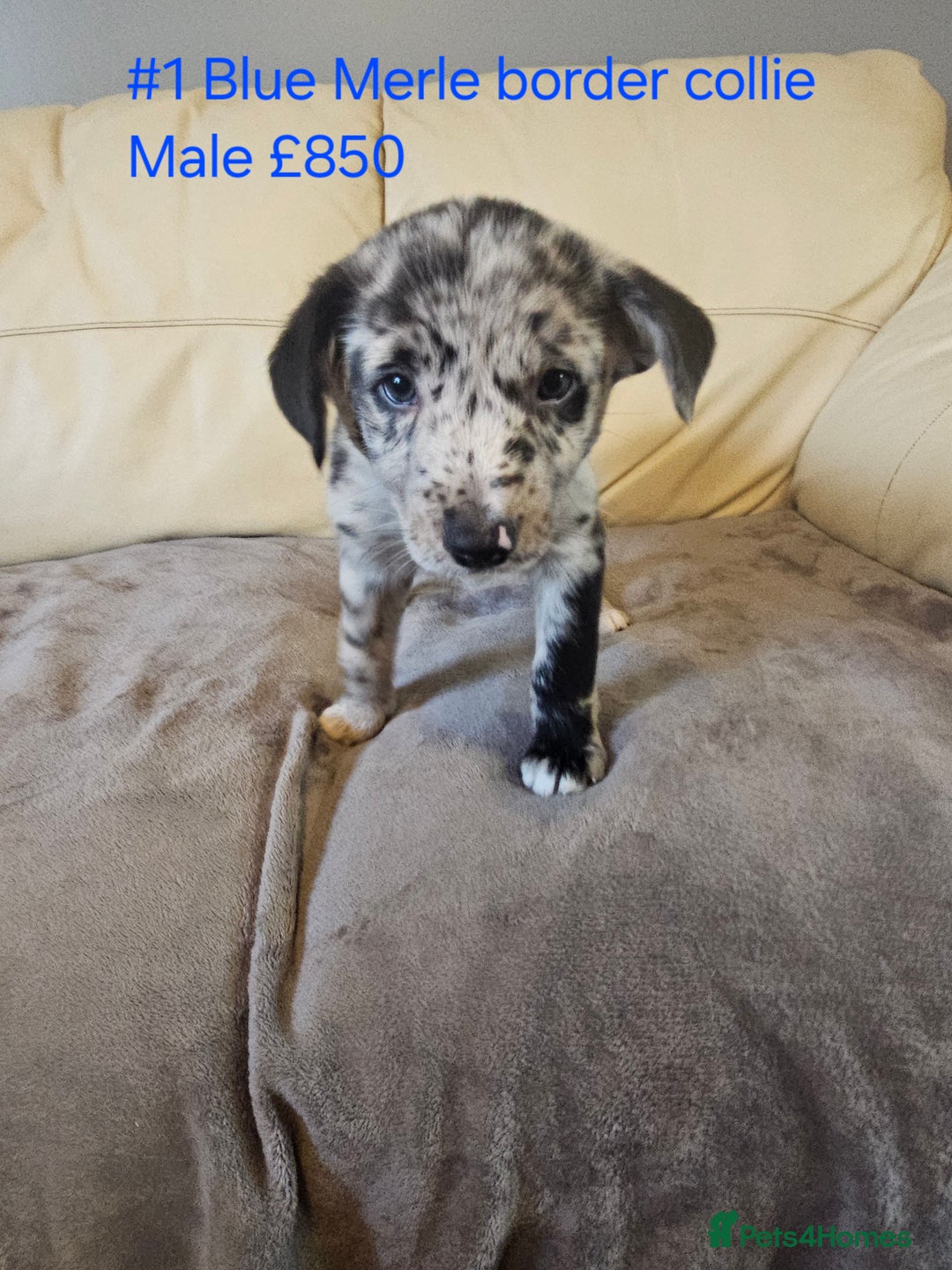Border Collie dogs for sale: Blue merle&black&white puppies for sale  - Advert 5