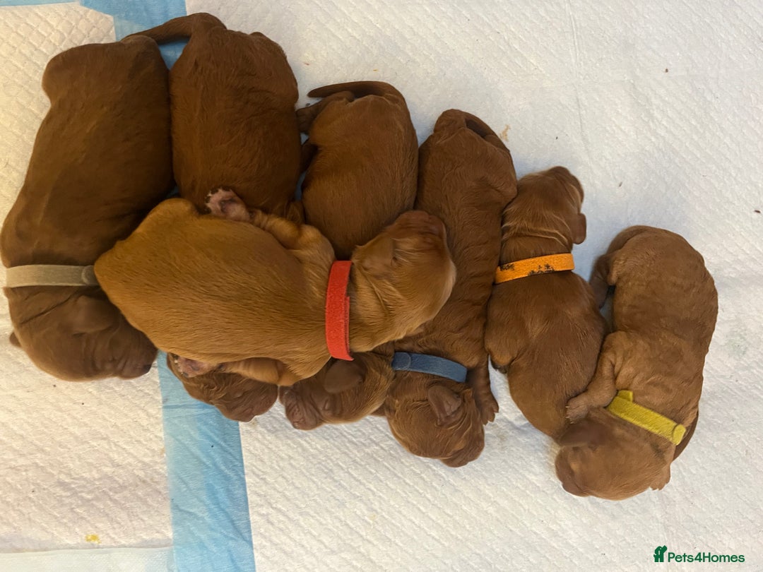 Cockapoo dogs for sale: Cockapoo Puppies, Ready for New Homes End of Sept - Image 4