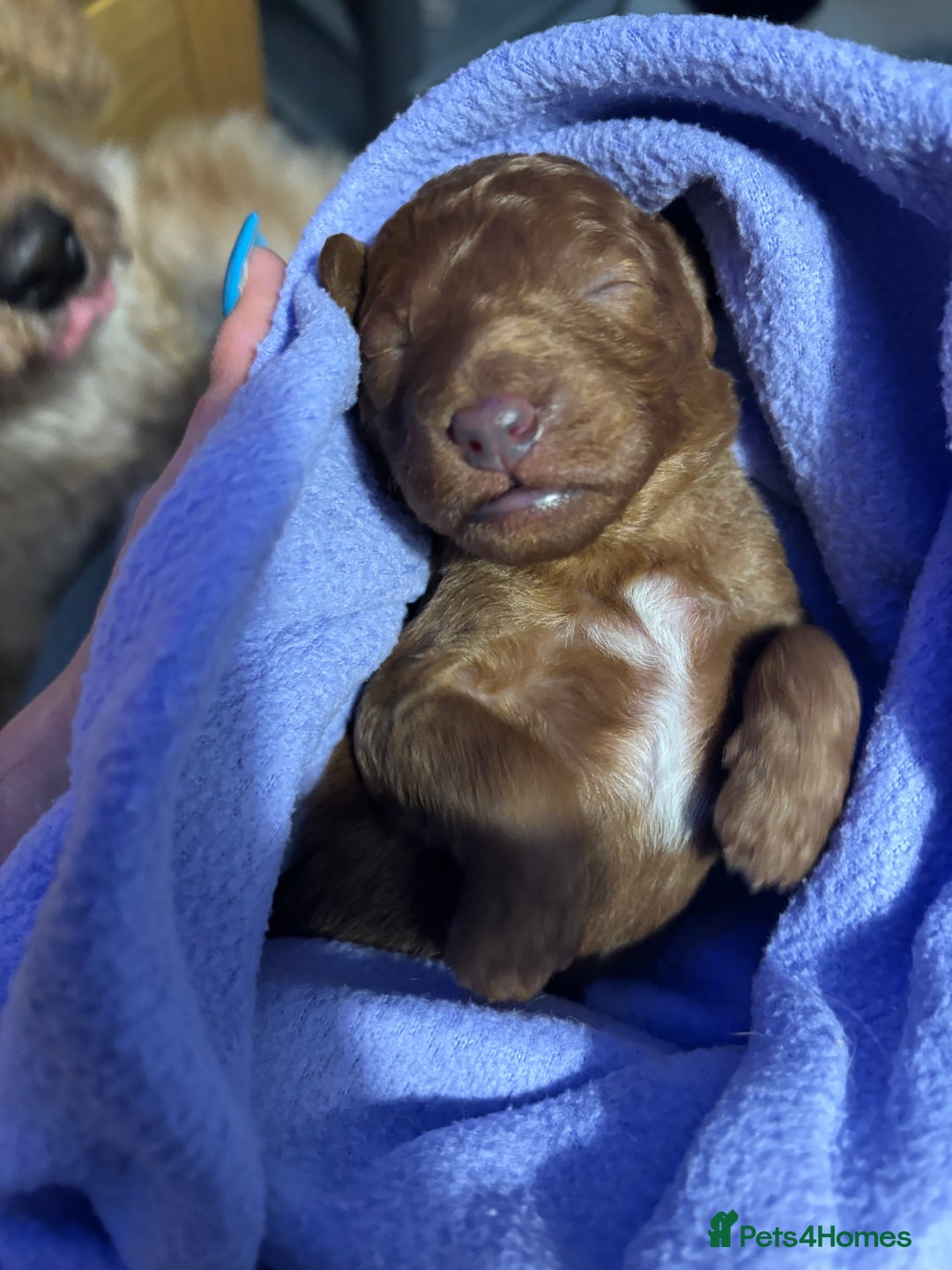 Labradoodle dogs for sale: Gorgeous red fox labradoodle  - Advert 3