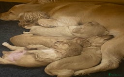 Cocker Spaniel dogs for sale: Working cocker spaniel puppies  - Image 7
