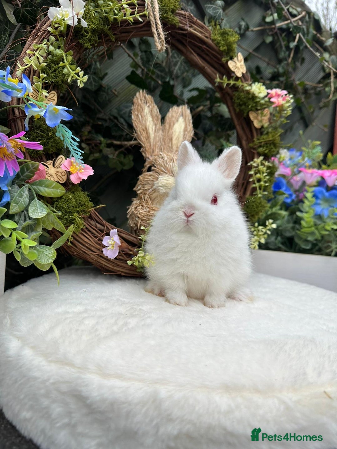 Netherland Dwarf rabbits for sale: Beautiful Netherland Dwarf Babys - Advert 8